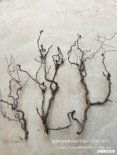 ������֦��Ȼ��������֦�l��֧ˇ�g�廨ܛ�b���Ͽ�֦ɭϵ����[��