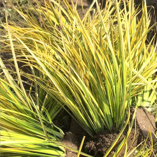 Wholesale Grass Flower Base, Ground Cover Plants, Aquatic Plants, Golden Thread Calamus Seedlings, Phnom Penh Calamus Seedlings