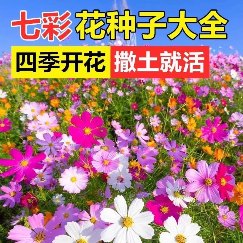 Семена космоса, семена герберы, семена газонной травы, комбинированные семена цветов из полевых цветов, семена для всхожести и цветения в четыре сезона.