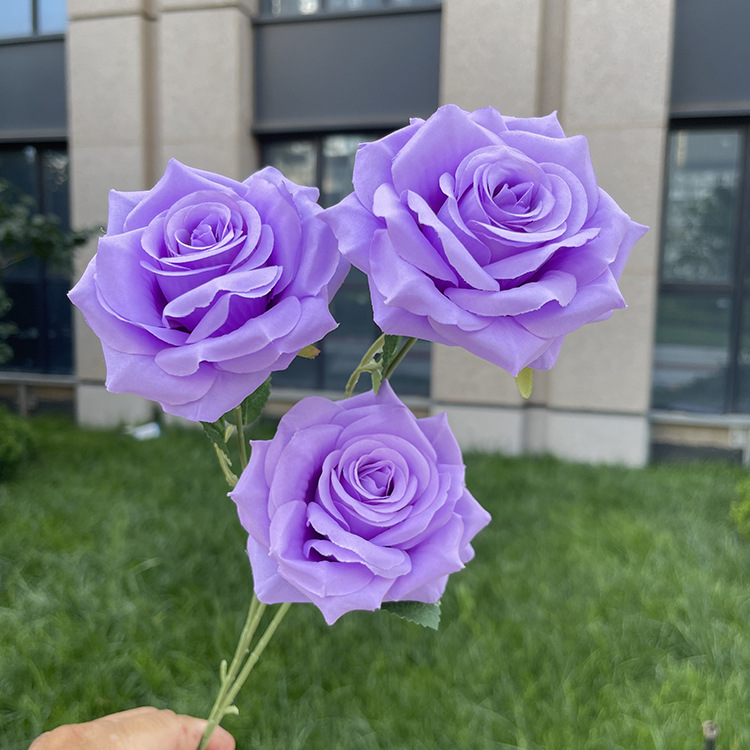 3头佳人玫瑰-sxgjkx-丁香紫.JPG