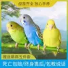 Green tiger skin + blue tiger skin + single-layer villa cage + bird's nest + swing + big gift package rush to buy