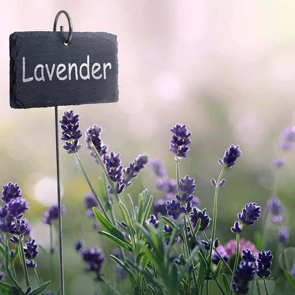 40cm/45cm 金属标牌挂钩 园艺支架 植物铁线 花园铁丝 石墨牌挂架