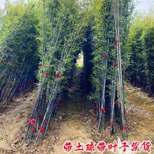 ������ͥԺֲ�������ļ�����G���S�����������_�h��ë��������