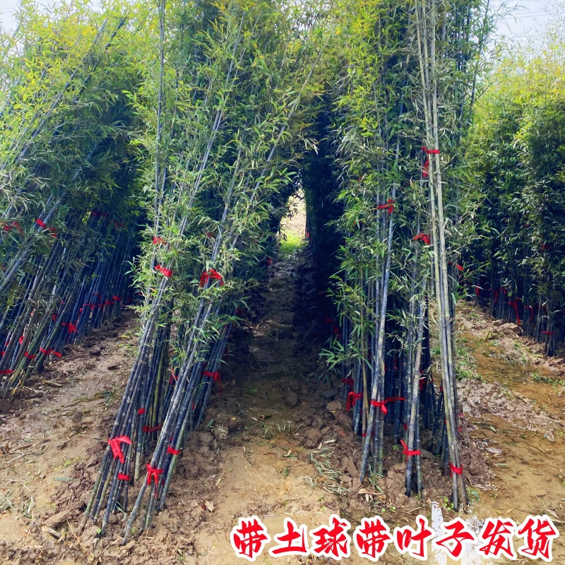 竹子苗庭院植物盆栽四季常青绿化黄金竹苗金镶玉罗汉竹毛竹苗紫竹
