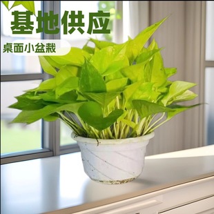 ���ع����k���Ӽ�����Gֲ���m�G�}�S���Դ�^Ȥζ�@��С�������l