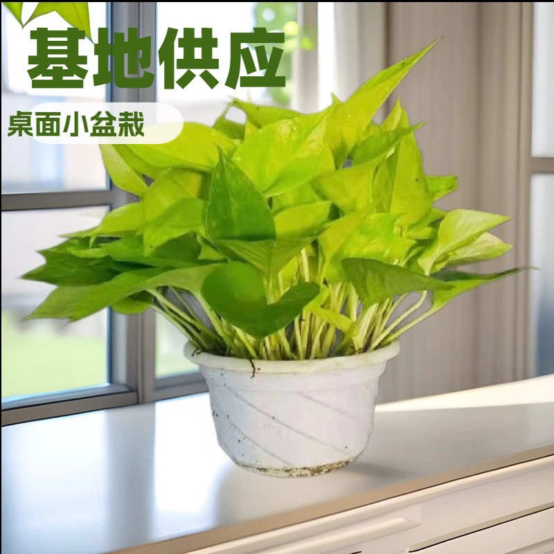 База-производитель поставляет зеленые растения для офиса и дома, такие как хлорофитум, филодендрон и золотой филодендрон, а также предлагает оптовые продажи интересных маленьких растений в горшках для садов.