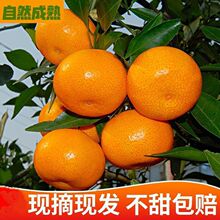 新鲜蜜橘薄皮甜柑桔子5斤早熟整箱应季水果湖北宜昌早熟蜜桔柑橘