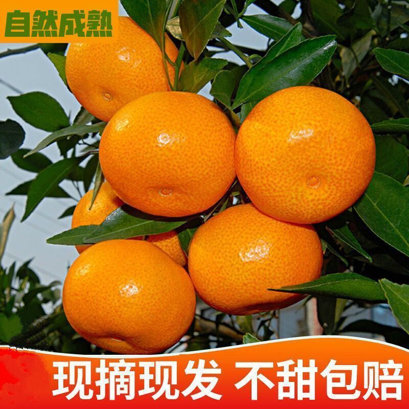 Fresh Mandarin Oranges, Thin-Skinned Sweet Citrus Fruits 2.5kg Early-Season Whole Box of Seasonal Fruit, Hubei Yichang Early-Season Mandarin Oranges