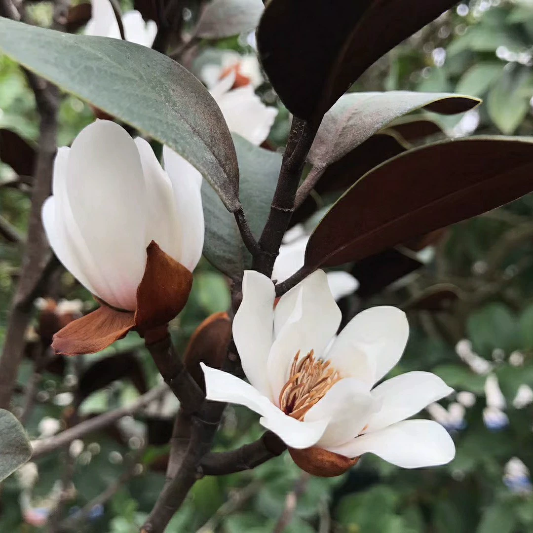 2210 база оптовая поставка золотых листьев с улыбкой