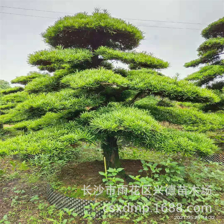 批发罗汉松 湖南造型罗汉松树 原生罗汉松形态各异 工程庭院用苗