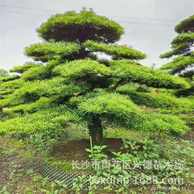 Оптовые посадки папоротника хунаньского, древесина папоротника, родной папоротник различных форм, саженцы для ландшафтного дизайна и оформления дворов.