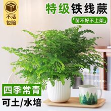 �F��ާ����ˮ��ֲ������՚�����҃�����ާ��҃Ⱥ��B�^�~����