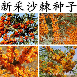 ɳ���N�Ӵ��С�� ����ɳ������N�� ɳ��������Sľ�N�ѷ��L��ɳ