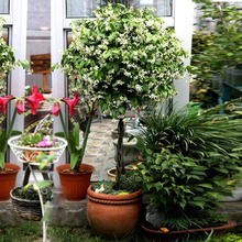 һ�����l���������L܇�����������y�z�������ٻ����̨ͥԺ�ļ�