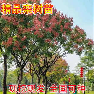 ������ͥԺ���̈@�־G��ľ�е��L������ļ��Nֲ�ϱ����ͺ���ľ