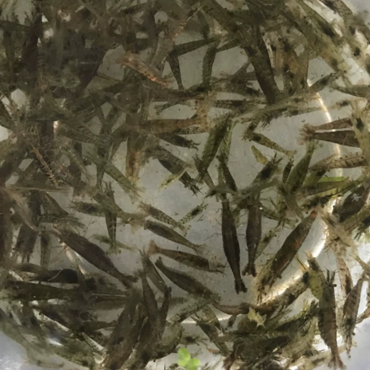 Черная ракушка, трава для креветок, чистка резервуара, креветки, черепаха, корм для арована, удаление водорослей, креветки, декоративные креветки, инструменты для креветок, трава для креветок, живые креветки, креветки