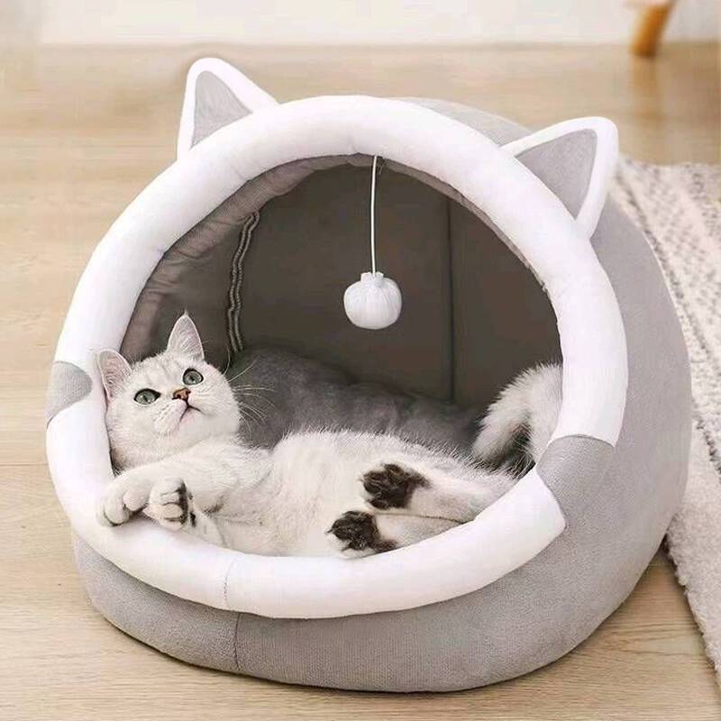 작은 회색 고양이