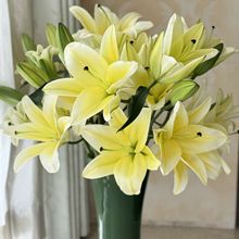 香水百合鲜花云南昆明基地直发水养真花办公室家庭生活插花