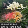 彼岸花盆栽植物室外花卉