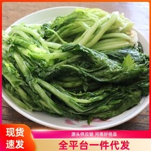 雪里红咸菜腌制雪里蕻爽口腌菜正宗下饭菜大缸腌制盐渍雪里蕻腌菜