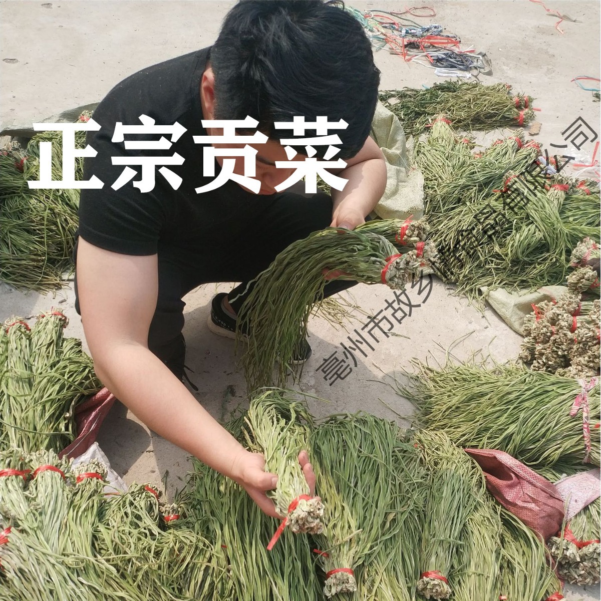 工厂产地直销批发贡菜干涮火锅脱水蔬菜新鲜无叶苔菜响菜贡菜干货