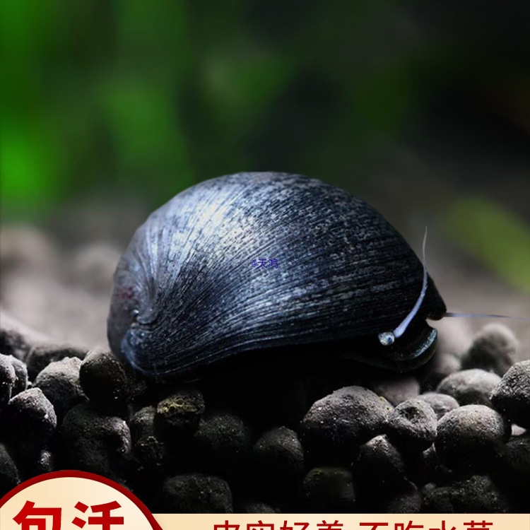 黑金刚螺观赏螺除藻清洁淡水工具螺热带鱼观赏活体宠物刷缸蜗牛螺