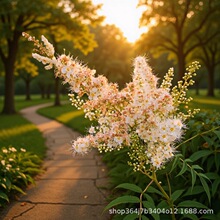 2026春季供应 珍珠梅 树苗新疆内蒙甘肃宁夏吉林黑龙江产地