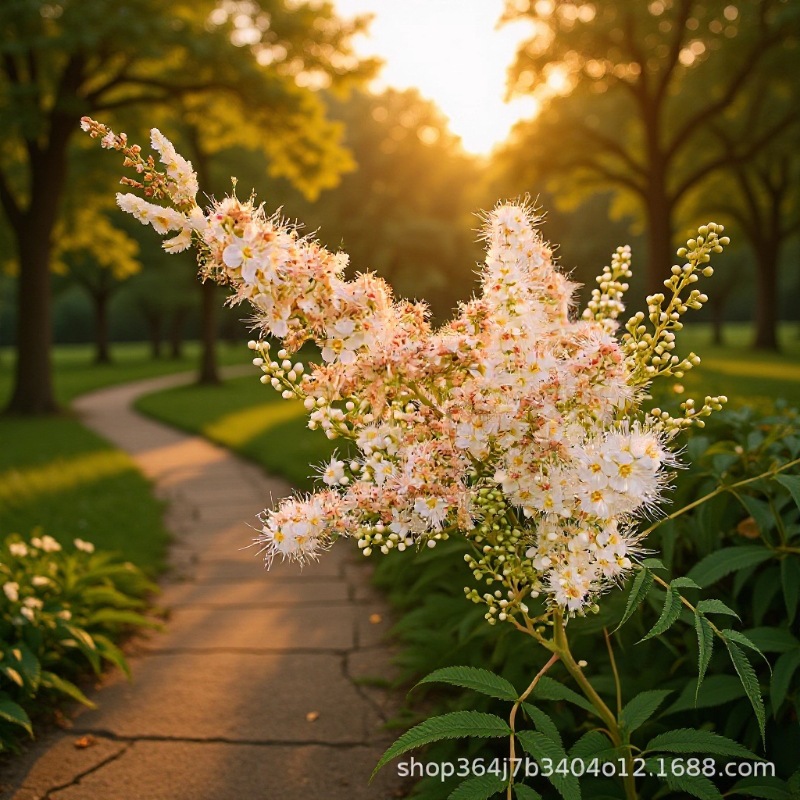 2026春季供应 珍珠梅 树苗新疆内蒙甘肃宁夏吉林黑龙江产地