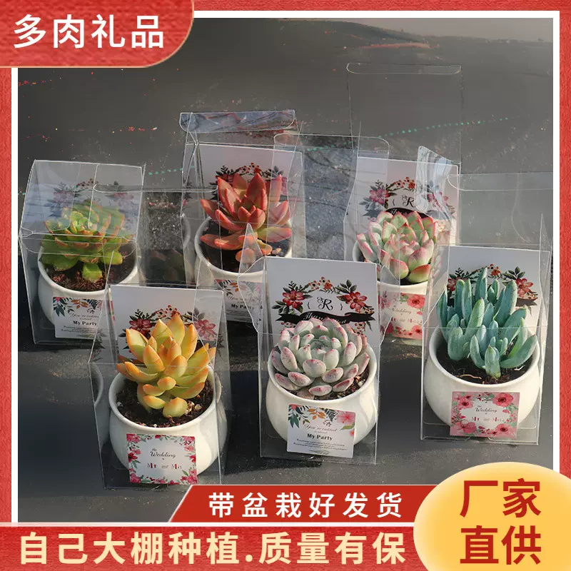 创意礼品多肉植物陶瓷盆栽花卉带盆栽好发货年会婚庆礼盒多肉礼物