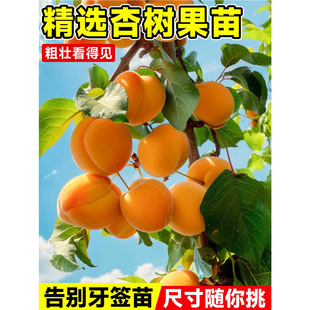 �Ә����ش�����������������Ϸ������Nֲ���Ե��Թ����箔��Y��