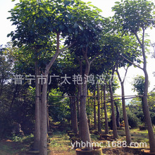 �V�|�Ռ���ľ�����ϻ��L�ľ1-18�� ��ֲ�纬�����Ŷ໨�t���L�