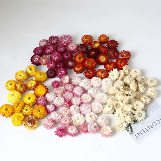 干花麦秆菊菊花头干花七彩菊小蜡菊小雏菊花头真花香薰蜡烛批发