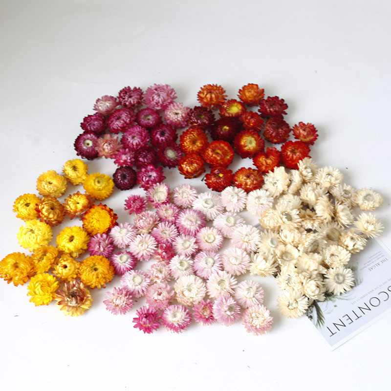 Tige de blé chrysanthème tête de chrysanthème fleur séchée chrysanthème coloré petite cire chrysanthème marguerite tête de fleur vraie fleur Yunnan source usine en gros