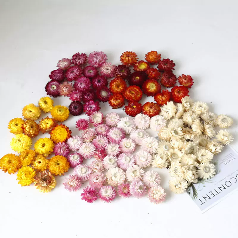 麦秆菊菊花头干花七彩菊小蜡菊小雏菊花头真花香薰蜡烛批发
