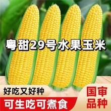 ˮ׷Nӻ29̖׷N׸߮asݱ