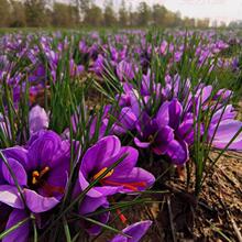 药用藏红花种球种子籽番红花花卉西红花苗植物球根球茎中草材