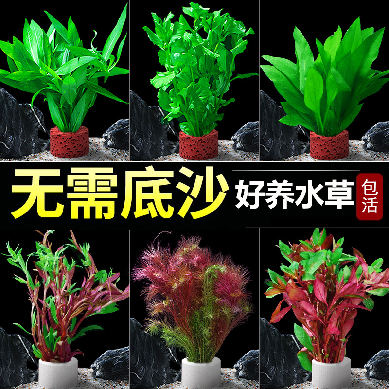 水草植物真草懒人鱼缸装饰水培蜈蚣阴性净化水质小生态造景免种植