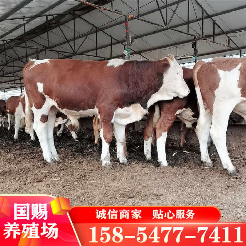 西门塔尔牛 (60).png