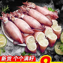 海兔子满籽墨鱼仔新鲜海兔鲜活带籽笔管鱼大乌贼籽乌鱿鱼海鲜水产