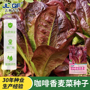 �������������˷N����ɫ������ɳ���h���I�B�����ļ������߲˷N��