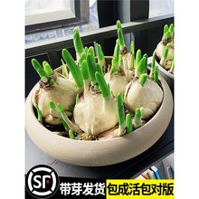 �ذ�ˮ�ɻ��N��ˮ�B�����ﶬ�_����ֲ���҃Ȼ��Gֲˮ����B������