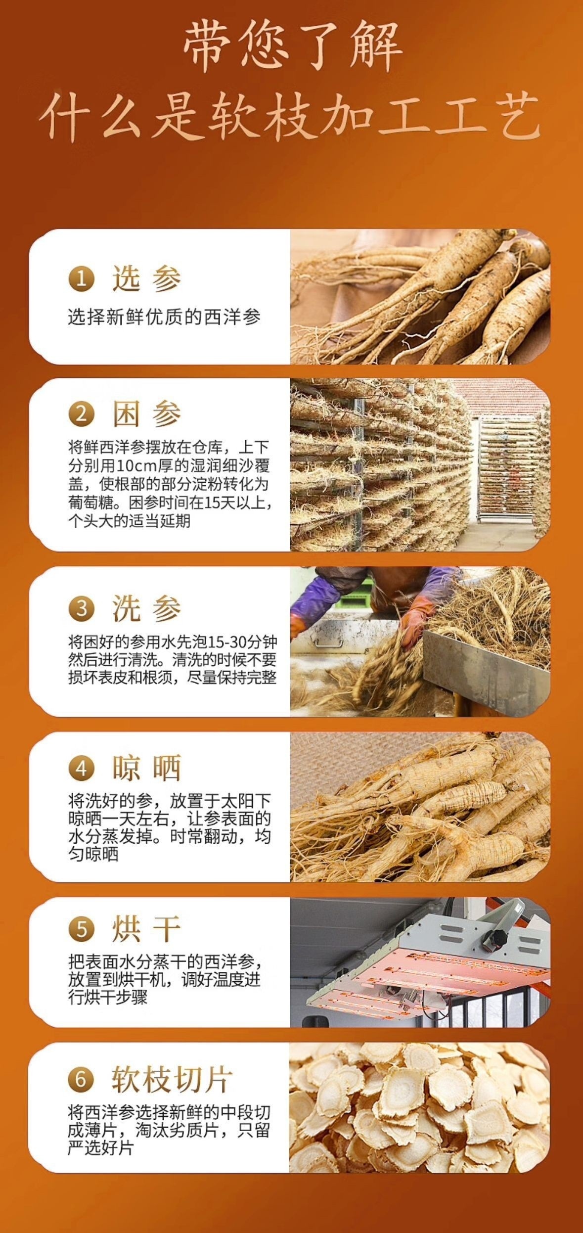 American Ginseng Slices Xi Yang Shen 50g Dried Panax quinquefolius Root for Tea and Soup in use