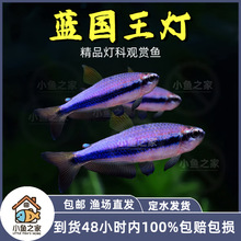 �{�������~�{�����������������~�Ꭷ�^�p�~�{�P���{��������