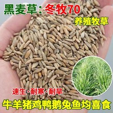 ͺݷNӶ70NѺݷNiţuƷNRȫ