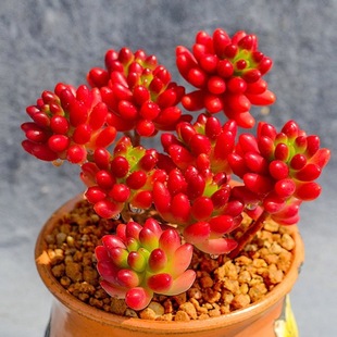 Rainbow Jade Succulent Plant Transfer Beads Indoor Flower Potted Plant Purifies the Air Red Succulent Easy to Grow for Beginners