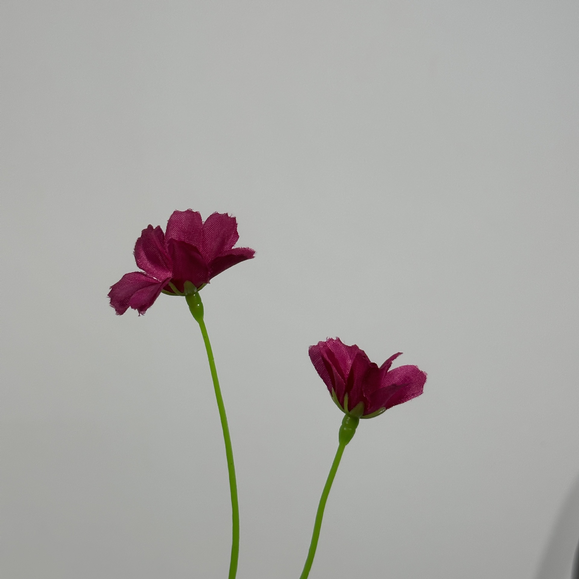 2갈래 난초 국화 머리 진한 보라색