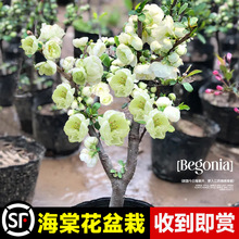 �G��ʯ���Ļ������ļ��_��ֲ���҃��ذ껨���̨�Gֲ�Ϙ������辰