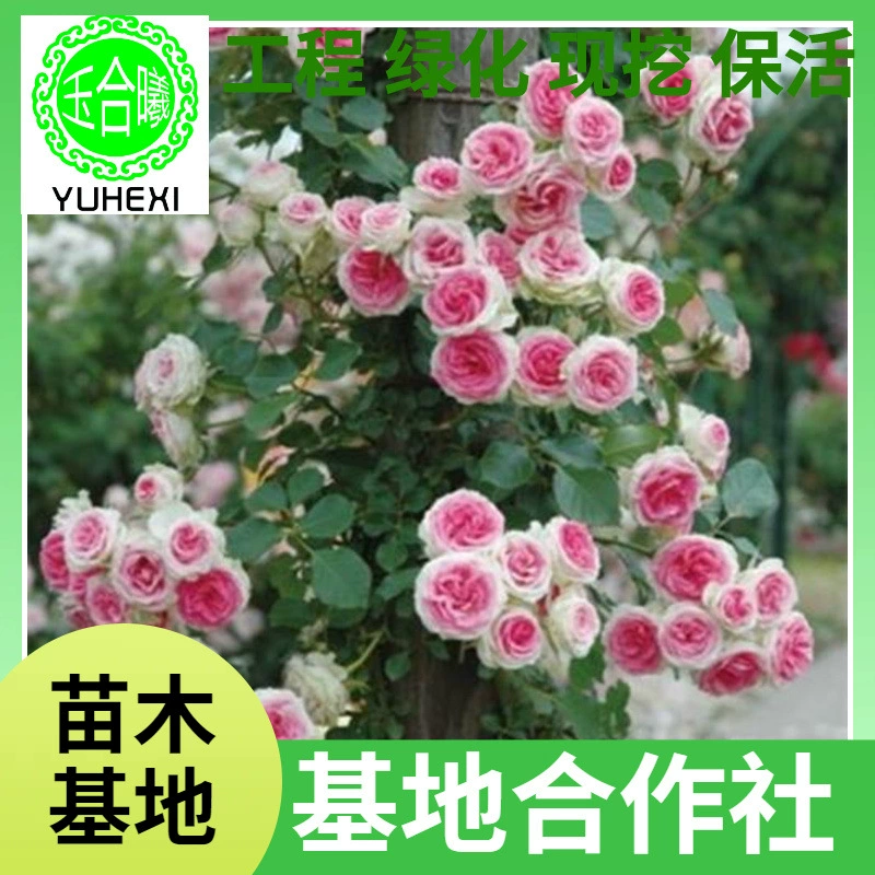 Оптовая продажа саженцев виноградной розы, арок из вьющихся роз, горшечных многолепестковых роз Dragon Sand Gem, которые цветут в том же году.