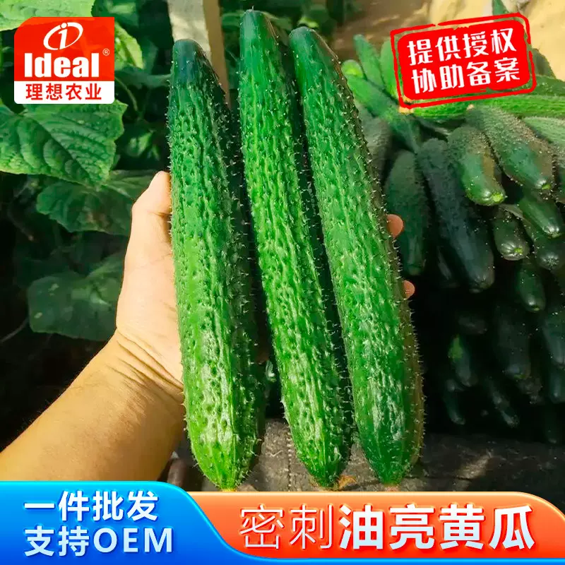 黄瓜种子黄瓜种籽密刺青瓜四季蔬菜种子庭院阳台盆栽青瓜厂家直发