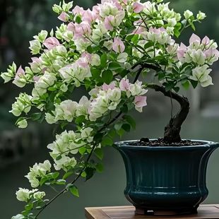 ����÷�����辰Ǥ����Gֲ���ܷN�ӱ����͟Ắ���B��N��Ԯ����